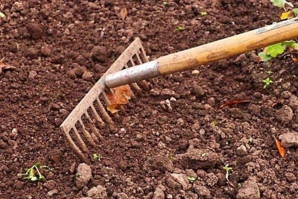 raking manure into soil