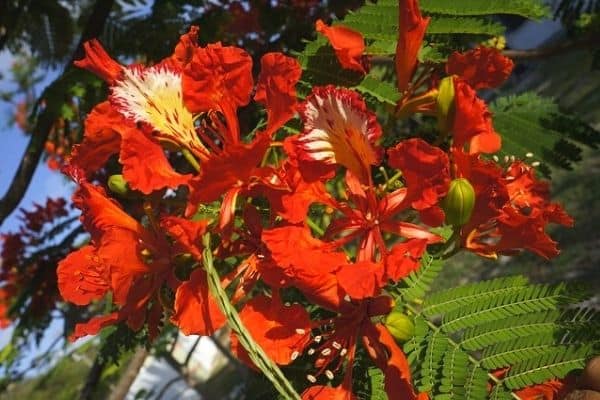 red poinciana flowers