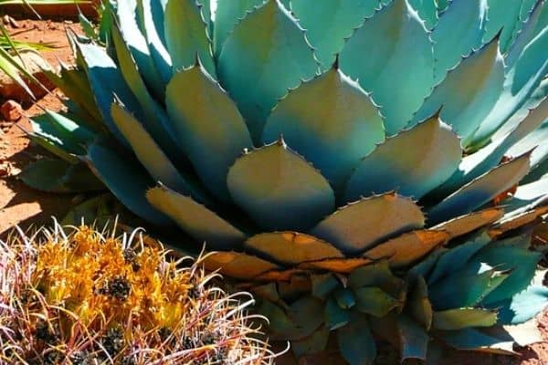 removing agave plants