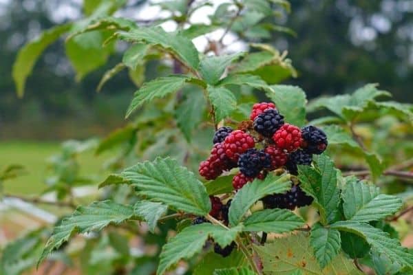 blackberry plant