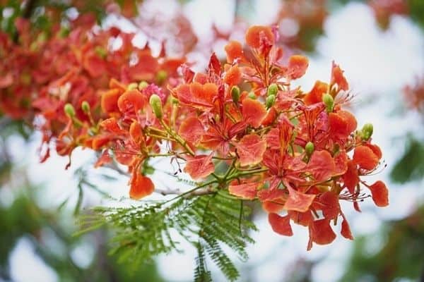 dwarf poinciana tree