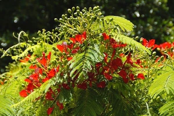 small red poinciana