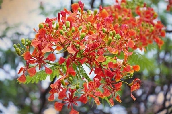 small poinciana tree