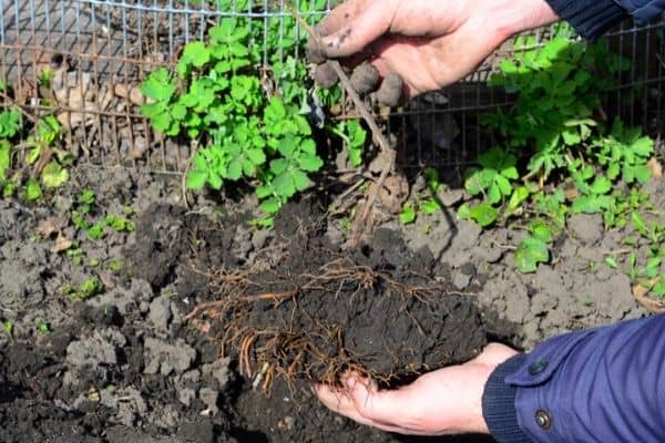 transplanting clematis roots