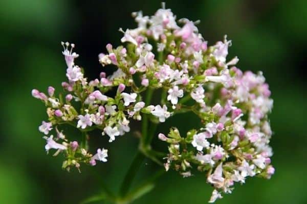 pale pink valerian flower