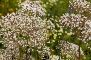 using valerian flowers