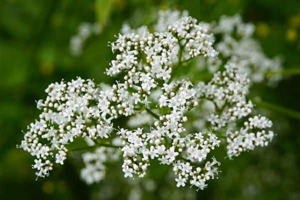 white valerian flower