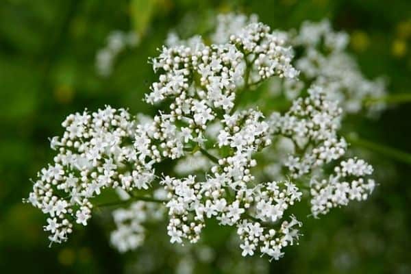 white valerian flower