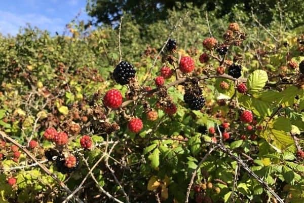 7 Ways To Remove Blackberry Bushes, Does Roundup Kill Wild Blackberries