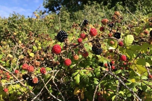 wild blackberry bushes