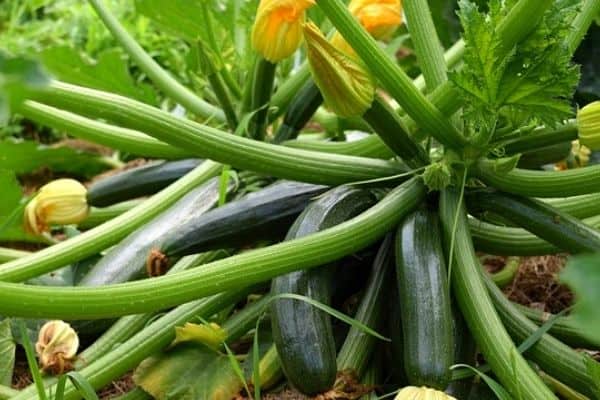 Read more about the article Zucchini Plant Growth Stages