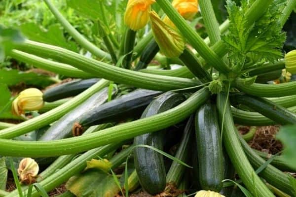 zucchini plant