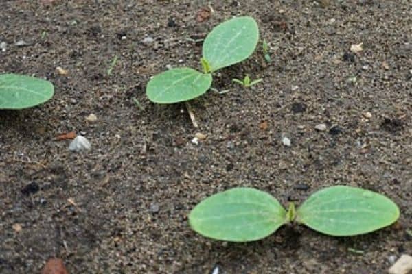 zucchini seedlings