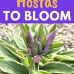 Flowering hostas