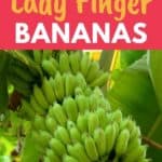grow lady finger bananas