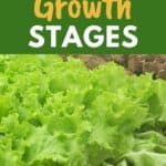 growing stages of lettuce