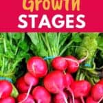 radish plant growth stages
