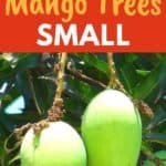 keeping mango trees small