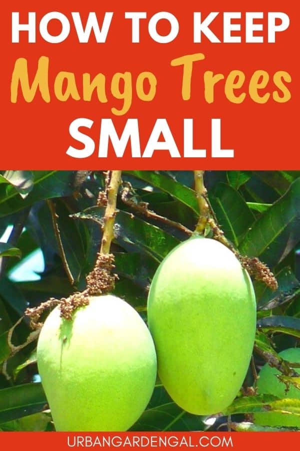 growing a small mango tree