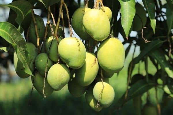 dwarf mango tree