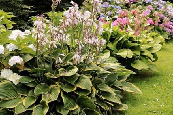 flowering hosta plants