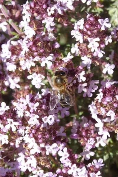 flowering thyme