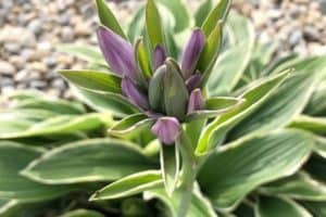 Read more about the article Hosta Flower Guide