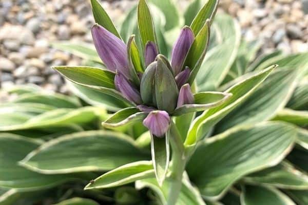 hosta flower