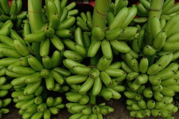 harvesting lady finger bananas