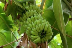Read more about the article How To Grow Lady Finger Bananas