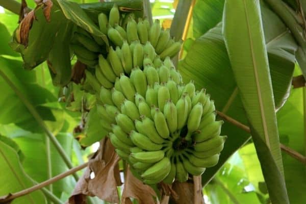 growing lady finger bananas