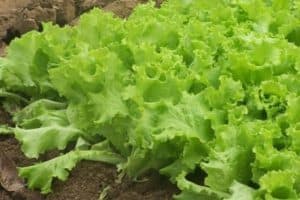 Read more about the article Lettuce Growth Stages