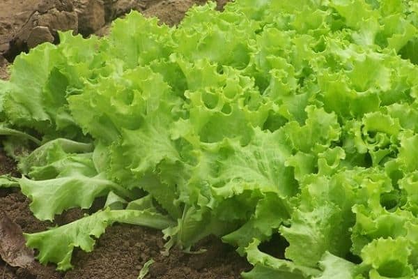 lettuce plants