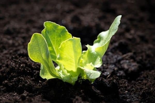 lettuce seedling