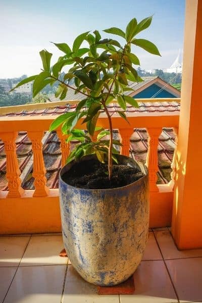 potted mango tree