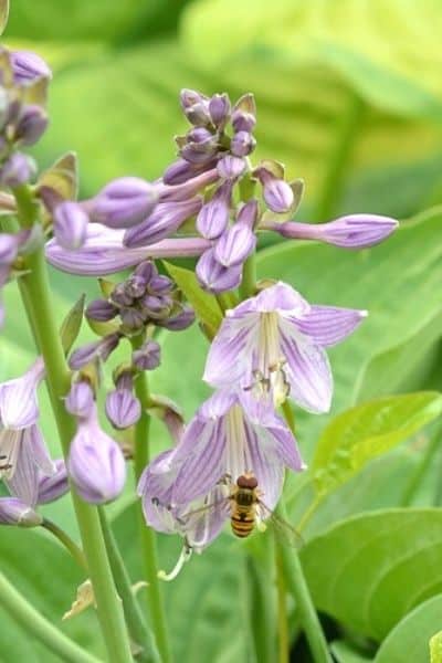 purple hosta flowers