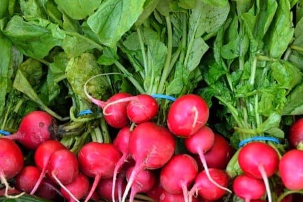 radish plants