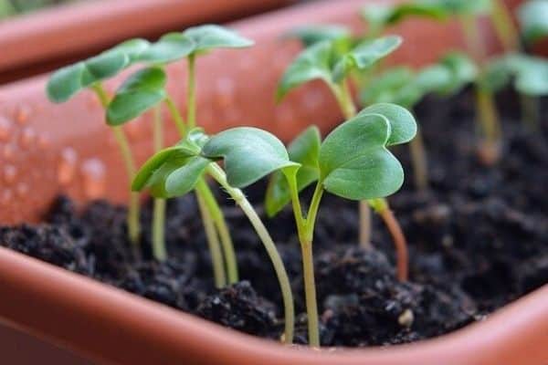 radish sprouts