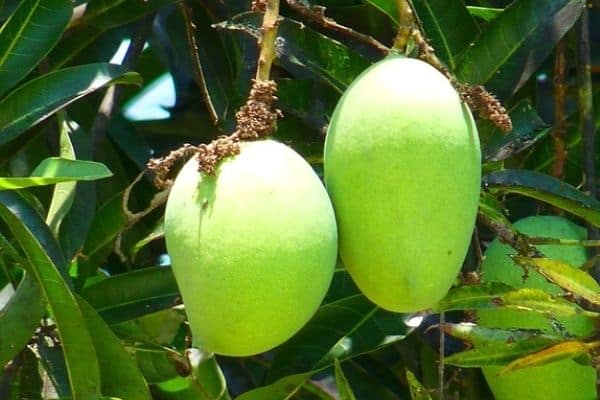 small mango tree