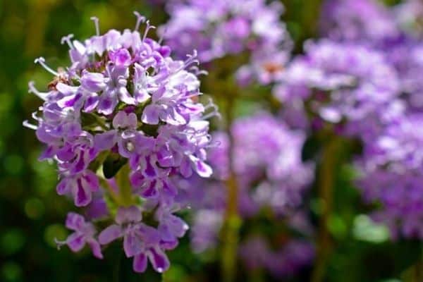 thyme flower