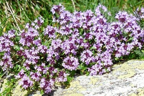 thyme flowers in the garden