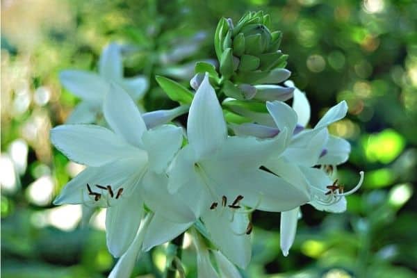 white hosta flowers