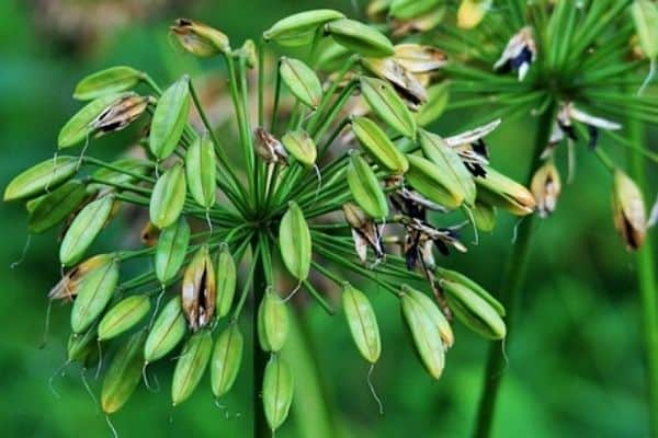 agapanthus seed pods