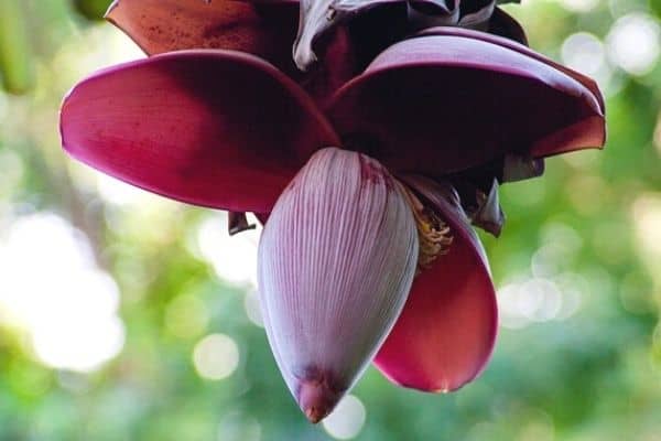 banana flower