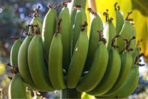 Read more about the article Banana Plant Growth Stages