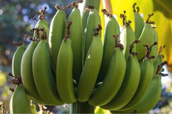 banana growth stages