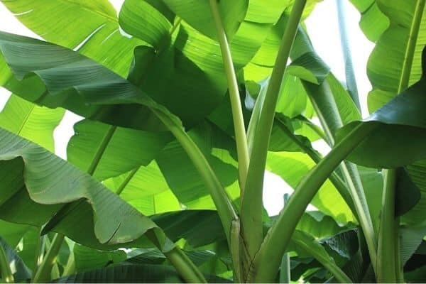 banana plant