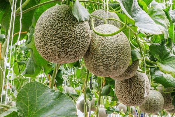 Cantaloupe Growth - Urban Garden Gal