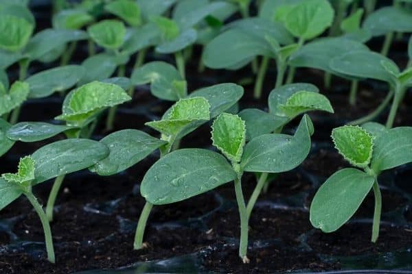 cantaloupe seedlings