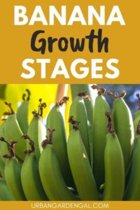 Banana Plant Growth Stages - Urban Garden Gal